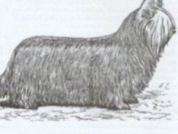 Paisley Terrier